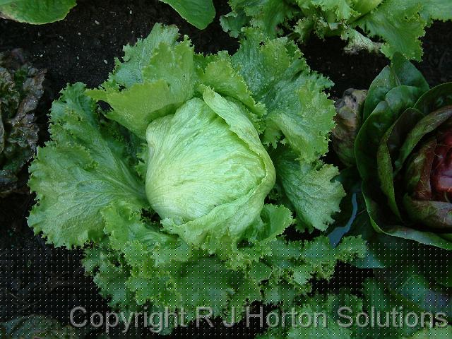 Iceberg lettuce